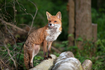 Red fox standing on fallen tree logs in a forest