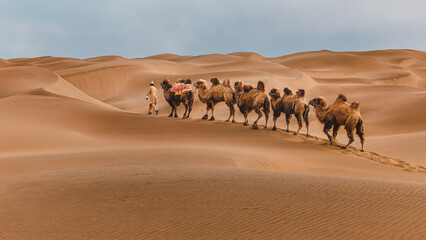 Camel leader and his team walking on sand dune at Kumtag Desert, Xinjiang, China