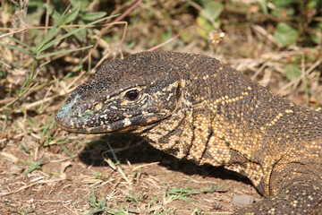 Fototapeta premium Nilwaran / Nile monitor / Varanus niloticus