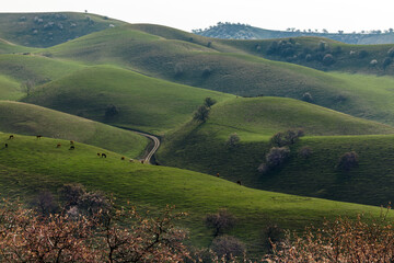 Long distance shot of several horses feeding grass on top of a terrain with apricot blossom trees...