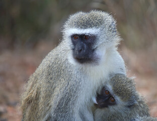 Grüne Meerkatze / Vervet monkey / Cercopithecus aethiops ..