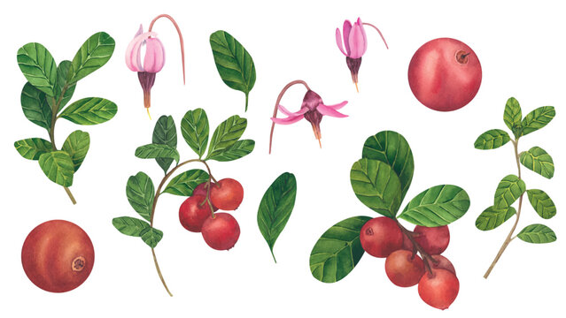 Vector illustration of hand drawn watercolor painting cranberry on white background. Isolated elements of berries, leaves and flowers for menu design, dishes, postcards, packaging.