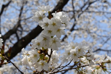 青空と桜
