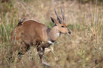 Buschbock und Rotschnabel-Madenhacker / Bushbuck and Red-billed oxpecker / Tregelaphus scriptus et Buphagus erythrorhynchus