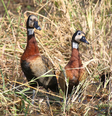 Witwenpfeifgans / White-faced duck / Dendrocygna viduata.