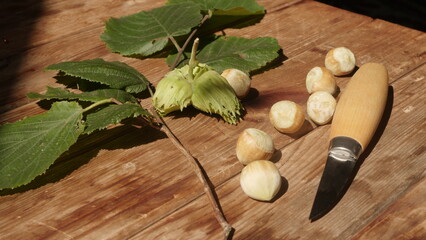 Fresh harvest of hazelnuts from our own garden
