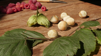 Fresh harvest of hazelnuts from our own garden
Fresh harvest of hazelnuts and raspberries from our own garden
