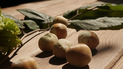 Fresh harvest of hazelnuts from our own garden
