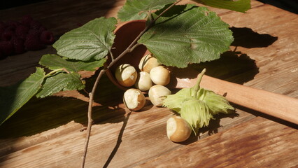 Fresh harvest of hazelnuts from our own garden
