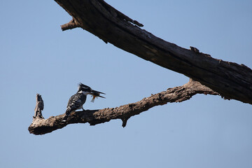 Graufischer / Pied kingfisher / Ceryle rudis