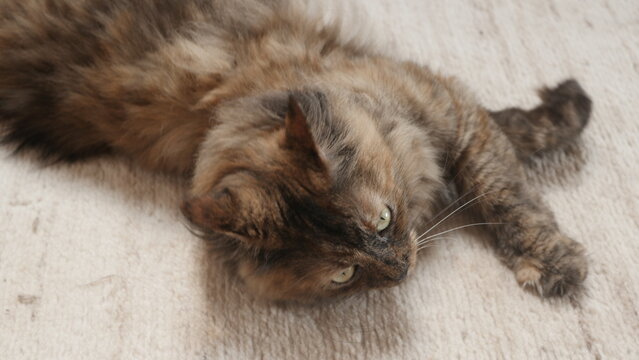 My pet cat named Maya