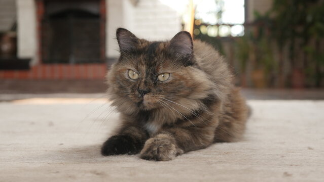 My pet cat named Maya