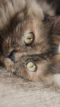 My pet cat named Maya