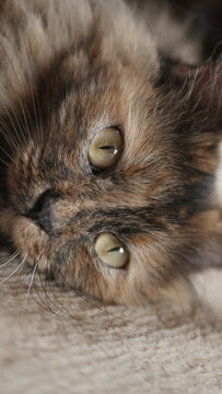 My pet cat named Maya