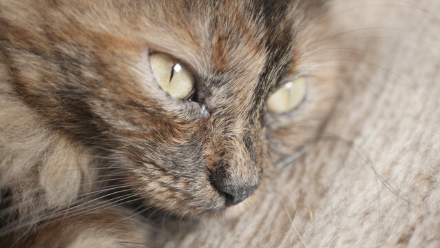 My pet cat named Maya