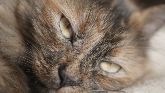 My pet cat named Maya
