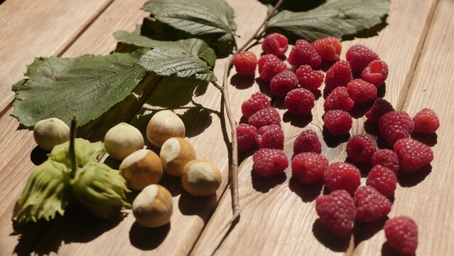 Fresh harvest of hazelnuts from our own garden
Fresh harvest of hazelnuts and raspberries from our own garden
