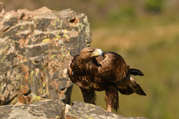 Steinadler