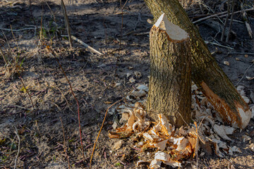 Tree trunk damaged by a beaver