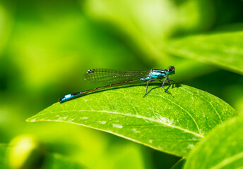 Bluetail damselfly on a green leaf