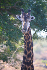 Giraffe / Giraffe / Giraffa camelopardalis