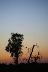 Sonnenuntergang - Krüger Park - Südafrika / Sundown - Kruger Park - South Africa /