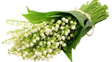 lily of the valley isolated on white