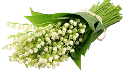  lily of the valley isolated on white © Jean Isard