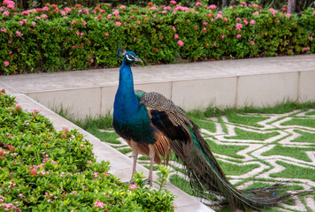 Obraz premium peacock in the garden asia street food nature