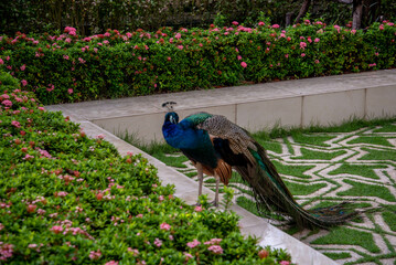 peacock in the garden asia street food nature