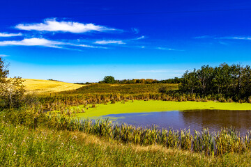 Pond in a field a haven for water fowl, Stettler County, Alberta, Canada