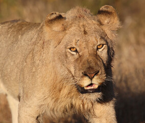 Afrikanischer Löwe / African lion / Panthera leo.
