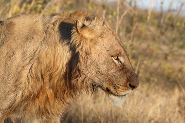 Afrikanischer Löwe / African lion / Panthera leo.
