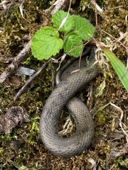 snake in the grass