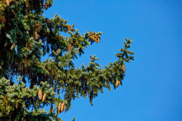  cone on the branches of a tall spruce against a blue sky