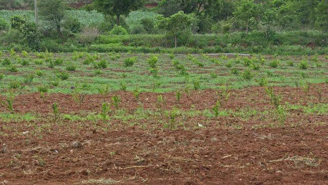 A view of a fresh jasmine plantation on the red soil field