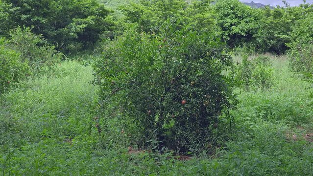 The pomegranate or Punica granatum,Malum granatum young tree with fruits
