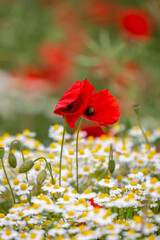 A close up of vibrant poppies and pretty chamomile flowers growing in the Hampshire countryside