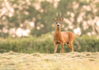 Naklejka na ściany i meble Wildlife photography of roe deer with beautiful light on taken by a young photographer with huge respect of those incredible animals.