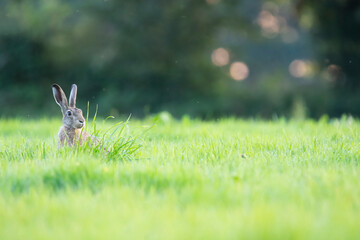 Wildlife photography ofhares with beautiful light on taken by a young photographer with huge...