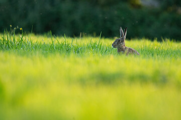 Wildlife photography ofhares with beautiful light on taken by a young photographer with huge...