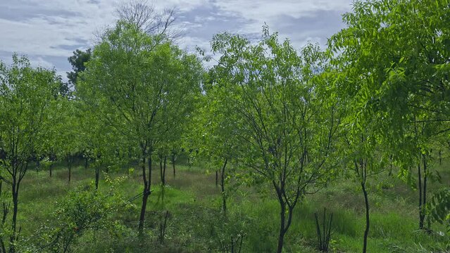 Dense large sandalwood tree plantation with young trees in rural Karnataka