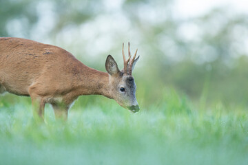 Wildlife photography of roe deer with beautiful light on taken by a young photographer with huge respect of those incredible animals.