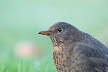 Wildlife photography of birds with beautiful light on taken by a young photographer with huge respect of those incredible animals.