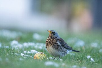 Wildlife photography of birds with beautiful light on taken by a young photographer with huge respect of those incredible animals.