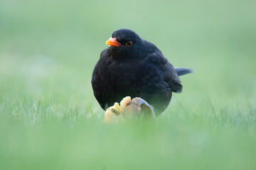 Wildlife photography of birds with beautiful light on taken by a young photographer with huge respect of those incredible animals.