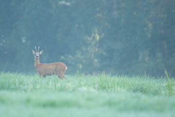 Wildlife photography of roe deer with beautiful light on taken by a young photographer with huge respect of those incredible animals. © Lucien