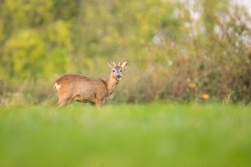 Naklejka na ściany i meble Wildlife photography of roe deer with beautiful light on taken by a young photographer with huge respect of those incredible animals.
