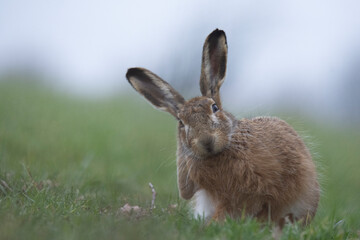 Wildlife photography ofhares with beautiful light on taken by a young photographer with huge respect of those incredible animals.