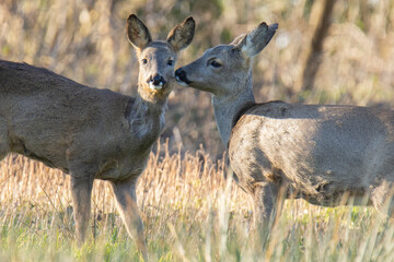 Wildlife photography of roe deer with beautiful light on taken by a young photographer with huge respect of those incredible animals.